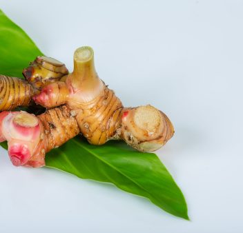 Galangal natural herbal is natural herbal in asia on white backg Galangal natural herbal is natural herbal in asia on white background